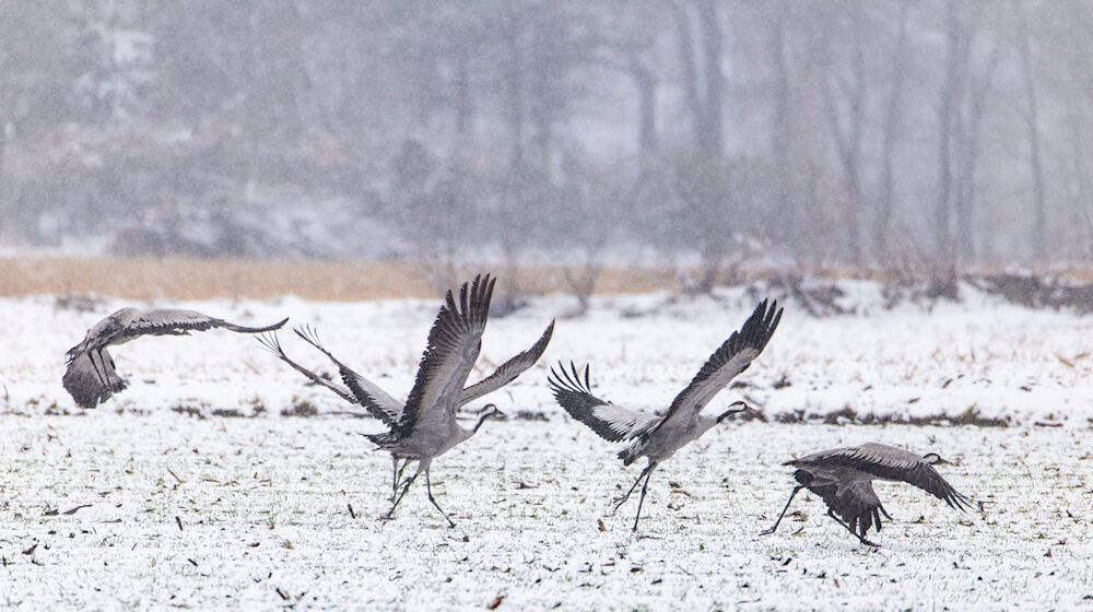 In Niedersachsen sind Kraniche zu beobachten. / Foto: Markus Hibbeler/dpa