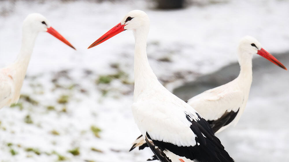 Das winterliche Wetter stört die Tiere nicht.  / Foto: Julian Stratenschulte/dpa