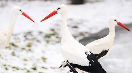 Das winterliche Wetter stört die Tiere nicht.  / Foto: Julian Stratenschulte/dpa