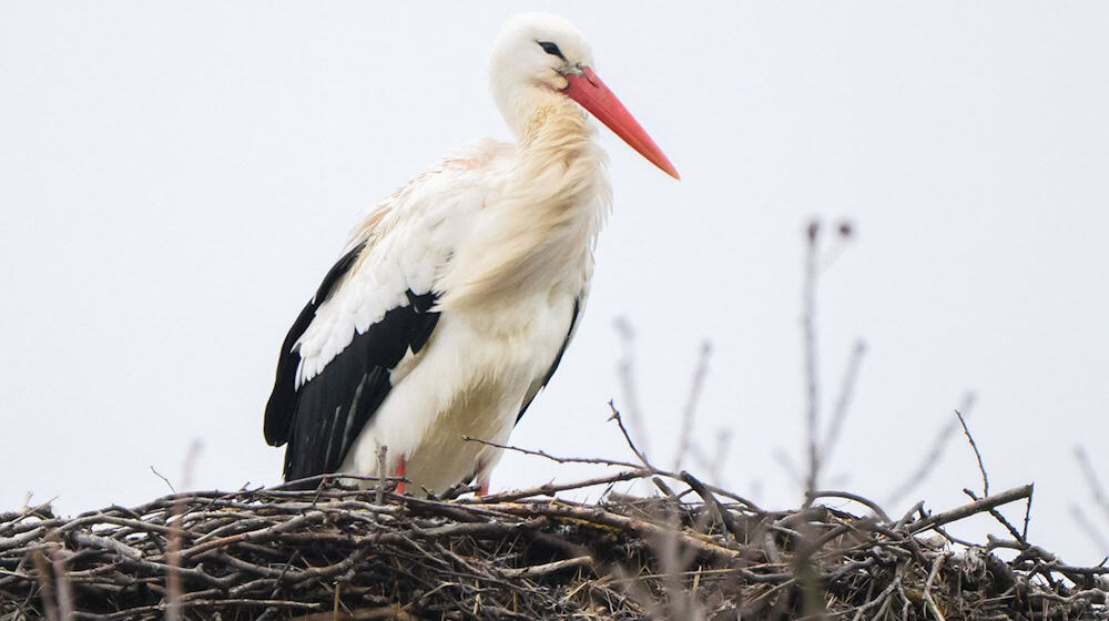 Storch Fridolin hielt in den vergangenen Tagen Ausschau nach seiner Partnerin Mai. Nun ist auch das Weibchen zurück in Leiferde. (Archbild)  / Foto: Julian Stratenschulte/dpa