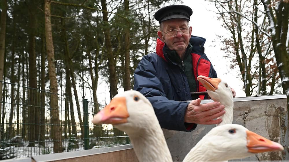 Ludwig Smidt trennt sich nach einem Nachbarschaftstreit schweren Herzens von seinen Gänsen.  / Foto: Lars Penning/dpa