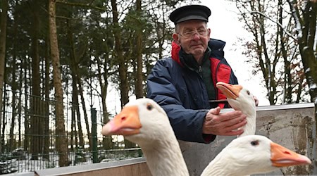 Ludwig Smidt trennt sich nach einem Nachbarschaftstreit schweren Herzens von seinen Gänsen.  / Foto: Lars Penning/dpa