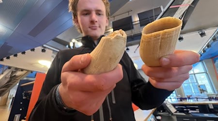 Die wertvollen Zähne des Pottwals sind im jetzt auf Sylt ausgestellten Unterkiefer durch Kunstzähne ersetzt, um Diebstahl vorzubeugen. / Foto: Lea Albert/dpa