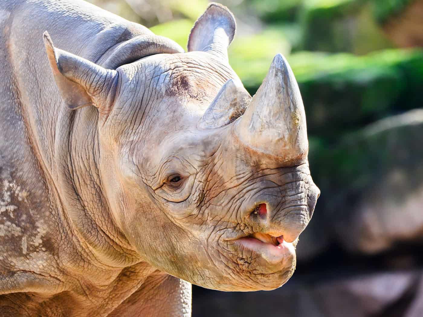 Nashorn Nasor steht in seinem neuen Zuhause: dem Zoo Hannover. / Foto: Julian Stratenschulte/dpa
