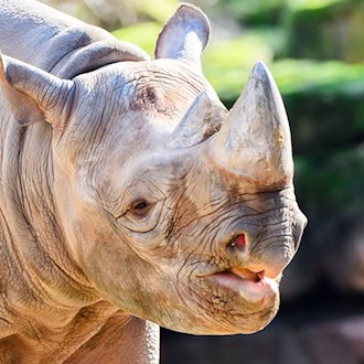 Nashorn Nasor steht in seinem neuen Zuhause: dem Zoo Hannover. / Foto: Julian Stratenschulte/dpa