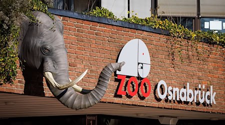 Ein Nandu ist im Zoo Osnabrück gestorben, bei einer ersten Untersuchung wurde der Vogelgrippevirus festgestellt. (Archivbild) / Foto: Friso Gentsch/dpa