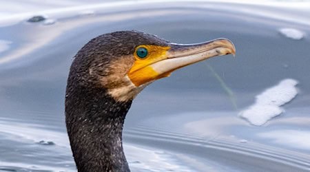Bremen: Kormoran mit Angelhaken am Klinikum Links der Weser versorgt und freigelassen