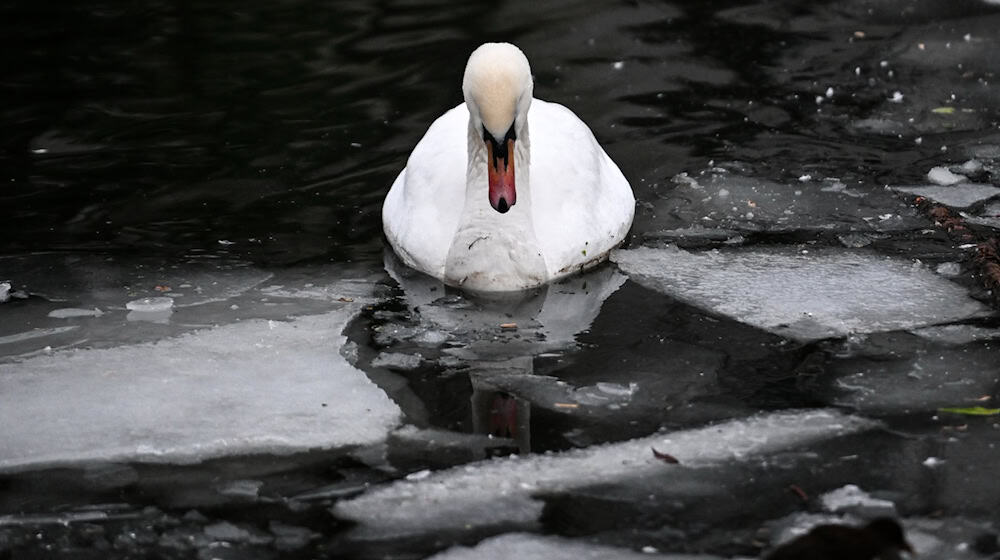 Geflügelpestausbruch bei zwei Schwänen im Kreis Höxter. (Archivbild) / Foto: Britta Pedersen/dpa