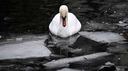 Geflügelpestausbruch bei zwei Schwänen im Kreis Höxter. (Archivbild) / Foto: Britta Pedersen/dpa
