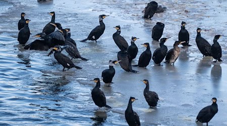 Kormorane stehen im Winter öfter auf dem Eis. (Archivbild) / Foto: Stefan Sauer/dpa