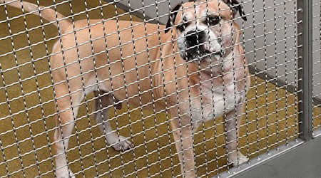 Konflikte, Unsicherheit und Stress beeinflussen das Aggressionspotenzial von Hunden. / Foto: Holger Hollemann/dpa