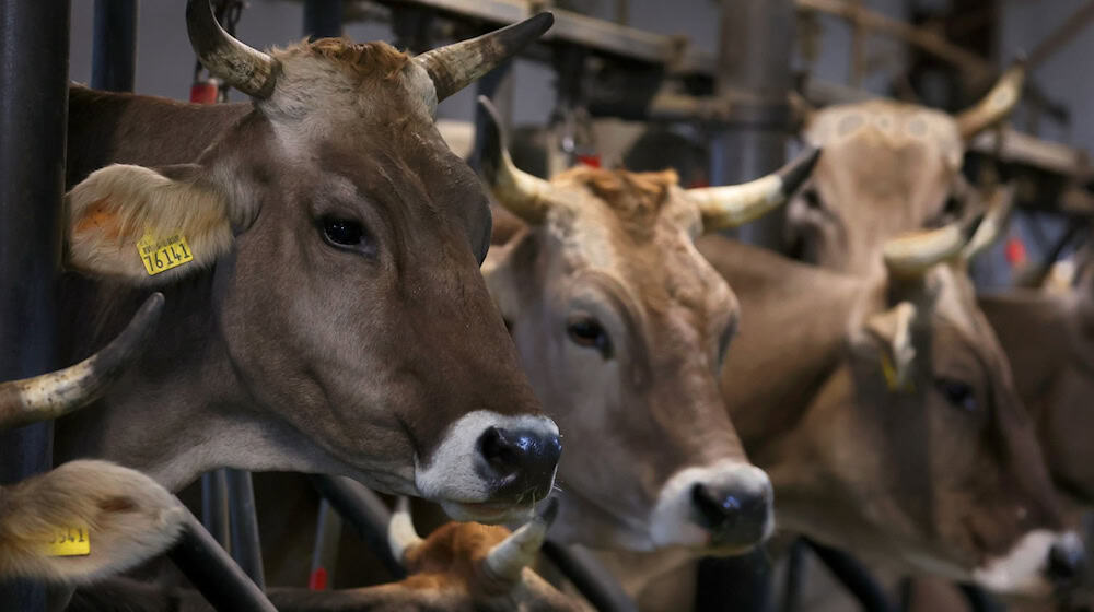 Das Land Niedersachsen will weg von der sogenannten Anbindehaltung für Rinder. (Archivbild) / Foto: Karl-Josef Hildenbrand/dpa
