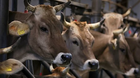 Das Land Niedersachsen will weg von der sogenannten Anbindehaltung für Rinder. (Archivbild) / Foto: Karl-Josef Hildenbrand/dpa