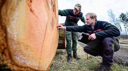 Im Frühjahr versteigern die Landesforsten wertvolle Bäume. (Archivbild) / Foto: Philipp Schulze/dpa