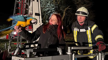 Die Feuerwehr rückte in luftige Höhe aus - für einen tierischen Ausreißer. / Foto: -/Feuerwehr Weyhe/dpa