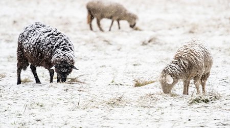 Schafe müssen auch bei winterlichem Wetter nicht zwangsläufig in Ställen untergebracht werden. (Symbolbild) / Foto: Swen Pförtner/dpa