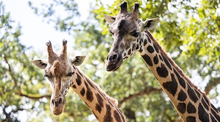 Bis Montag lebten noch zwei Rothschild-Giraffen im Erlebnis-Zoo Hannover. (Archivbild) / Foto: Michael Matthey/dpa