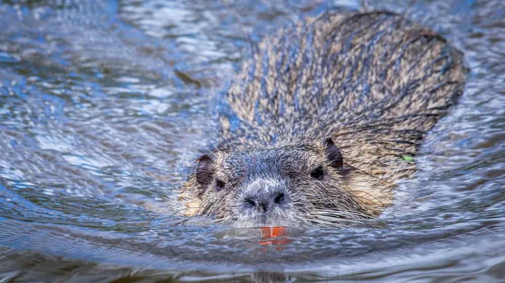 Nutrias vermehren sich schnell. (Archivbild) / Foto: Jens Büttner/dpa