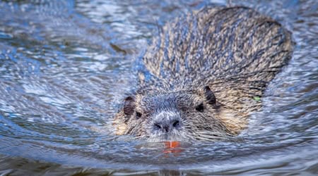 Nutrias vermehren sich schnell. (Archivbild) / Foto: Jens Büttner/dpa