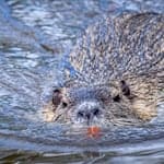 Nutrias vermehren sich schnell. (Archivbild) / Foto: Jens Büttner/dpa