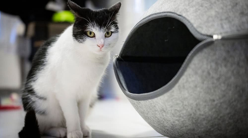 Zahlreiche Menschen möchten die abenteuerlustige Katze Shila aufnehmen. (Archivbild) / Foto: Sina Schuldt/dpa