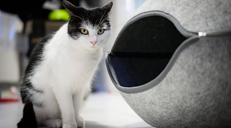 Zahlreiche Menschen möchten die abenteuerlustige Katze Shila aufnehmen. (Archivbild) / Foto: Sina Schuldt/dpa