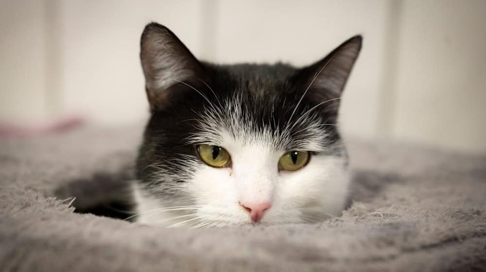 Katze Shila zieht voraussichtlich nach Schweden.  / Foto: Sina Schuldt/dpa