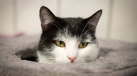 Katze Shila zieht voraussichtlich nach Schweden.  / Foto: Sina Schuldt/dpa