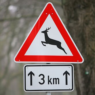 Ein Reh ist bei dem Unfall in Garbsen verendet. (Symbolbild) / Foto: Bernd Wüstneck/dpa-Zentralbild/dpa