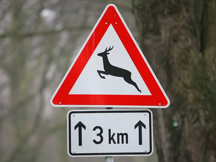 Ein Reh auf der Straße hatte den Unfall ausgelöst. (Symbolbild) / Foto: Bernd Wüstneck/dpa-Zentralbild/dpa