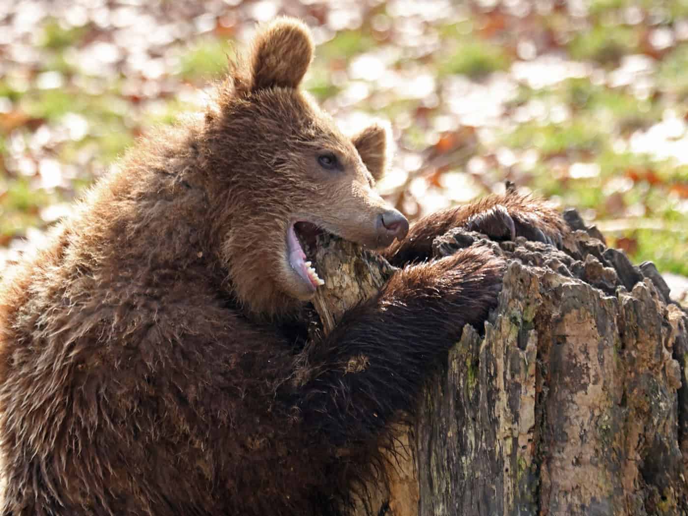 Ein Bär knabbert im Tierpark in Thale an einem Baumstamm.  / Foto: Matthias Bein/dpa