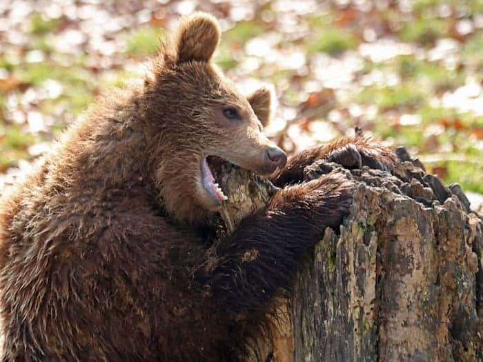 Ein Bär knabbert im Tierpark in Thale an einem Baumstamm.  / Foto: Matthias Bein/dpa