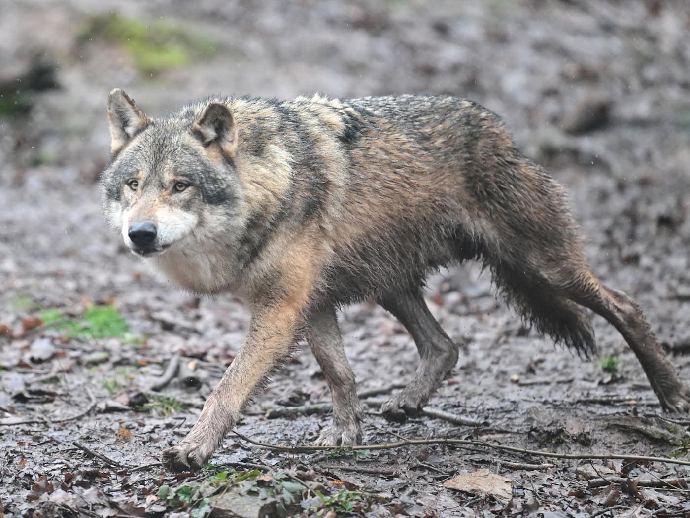 Auf Hamburger Stadtgebiet ist erstmals ein Wolf überfahren worden. (Symbolbild) / Foto: Bernd Weißbrod/dpa