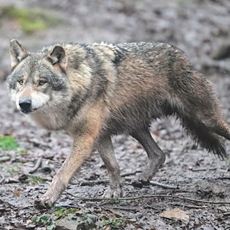 Auf Hamburger Stadtgebiet ist erstmals ein Wolf überfahren worden. (Symbolbild) / Foto: Bernd Weißbrod/dpa