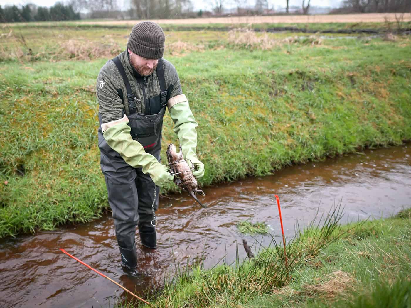 Deutsche und Niederländer sind im Grenzbereich auf der Suche nach Bisamen - hier Elmar Brinkhuis, Koordinator für Bisambekämpfung für die niederländische Waterschap Vechtstromen.  / Foto: Sina Schuldt/dpa