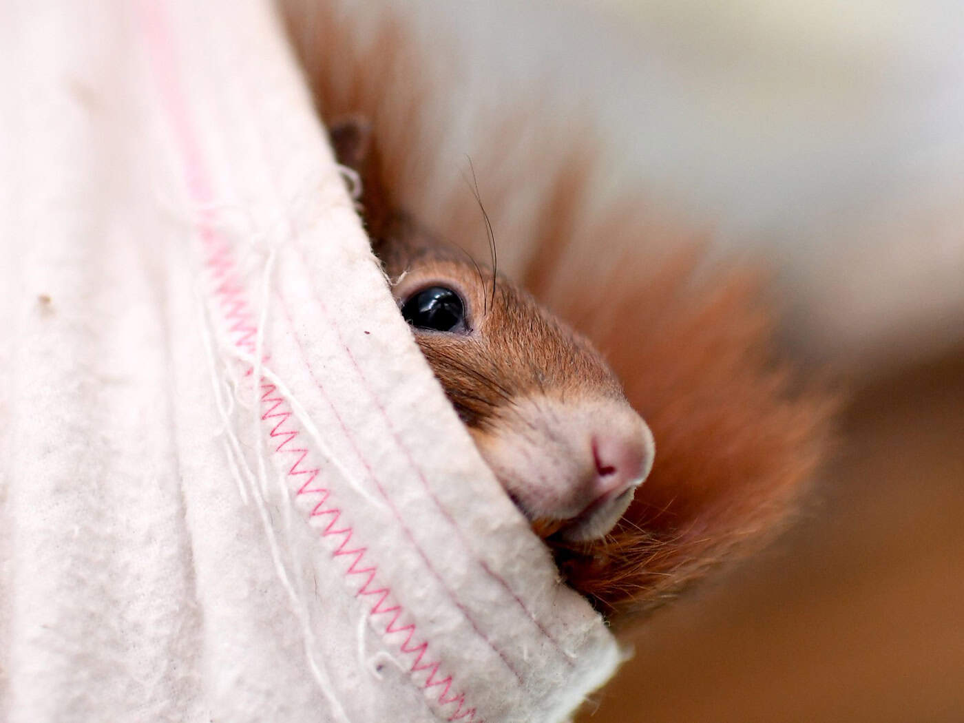 In Braunschweig hat sich ein Eichhörnchen verklettert und musste von der Feuerwehr befreit werden. (Symbolbild) / Foto: Britta Pedersen/dpa-Zentralbild/dpa