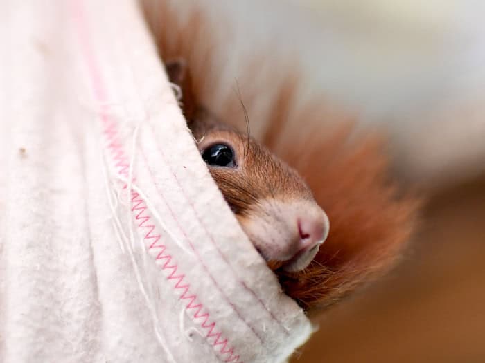 In Braunschweig hat sich ein Eichhörnchen verklettert und musste von der Feuerwehr befreit werden. (Symbolbild) / Foto: Britta Pedersen/dpa-Zentralbild/dpa