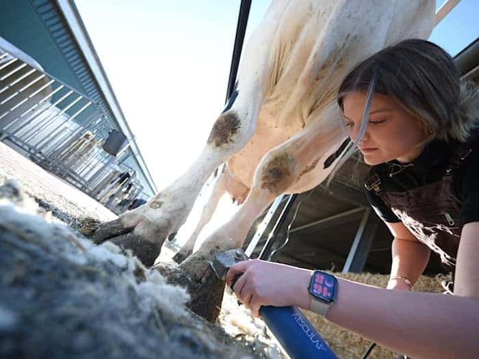 Bei dem Scheren der Kühe ist Feingefühl gefragt.  / Foto: Lars Penning/dpa