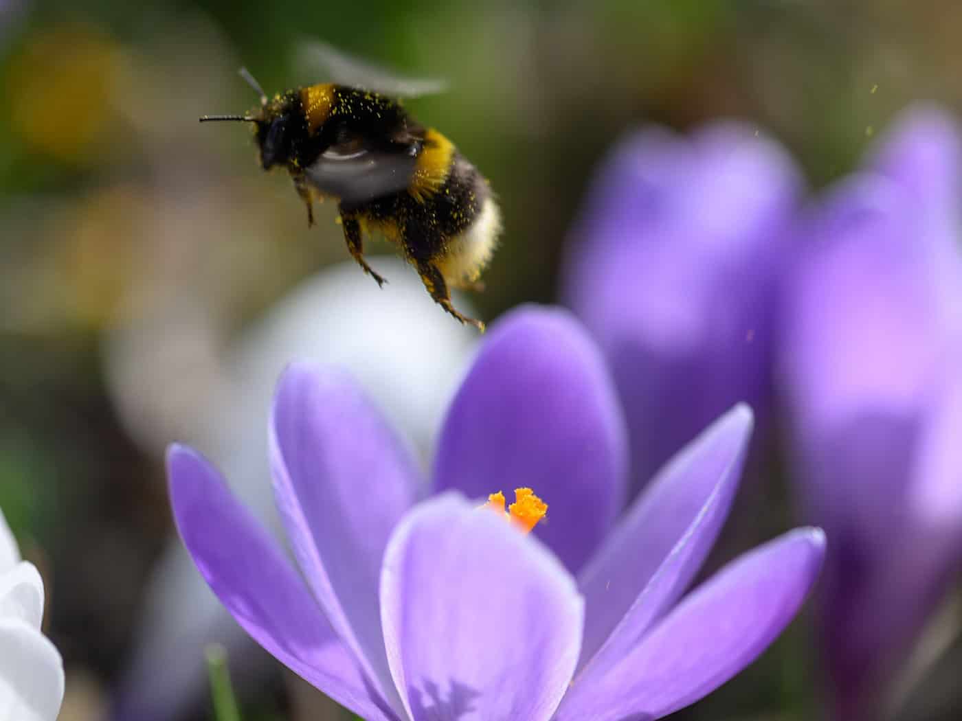 Bei der Hummel-Challenge kann jeder mitmachen (Foto Archiv). / Foto: Hendrik Schmidt/dpa