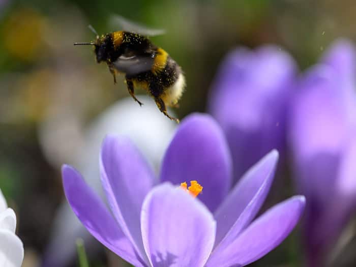 Bei der Hummel-Challenge kann jeder mitmachen (Foto Archiv). / Foto: Hendrik Schmidt/dpa