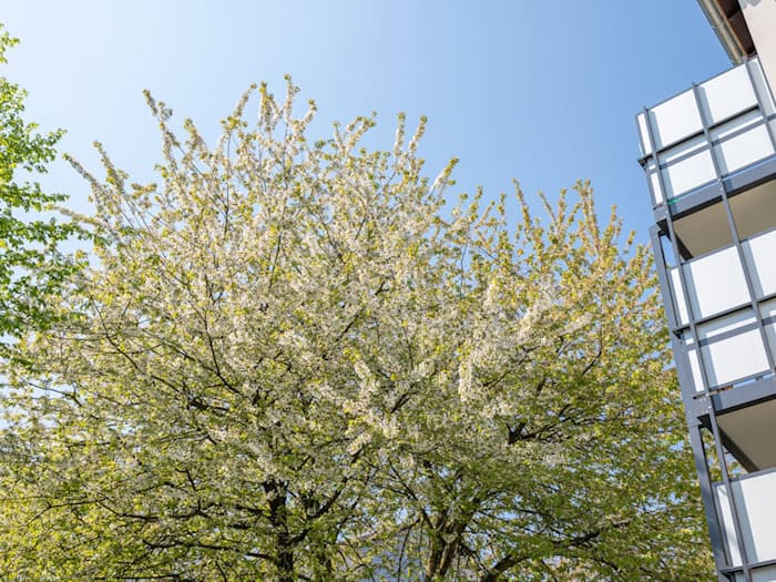 Kirschblüten in Dodesheide