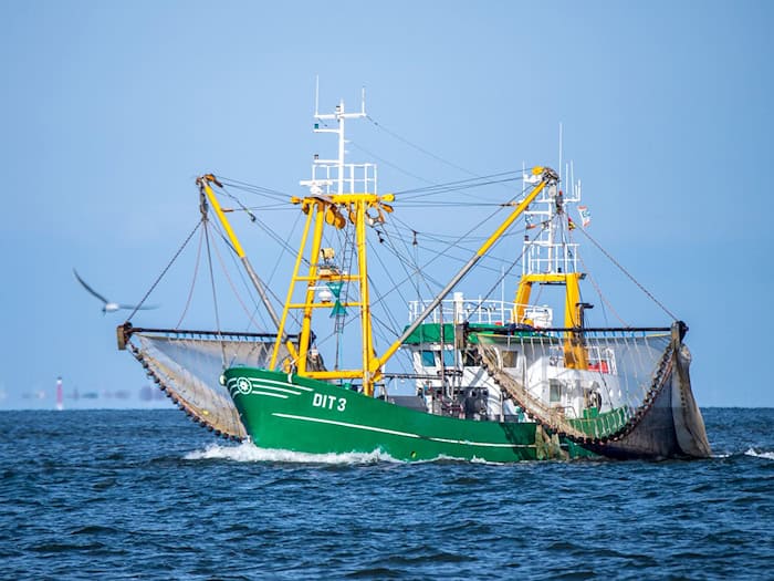 Unerwartet viele Krabben gingen den Küstenfischern 2025 in der Nordsee ins Netz. (Archivbild) / Foto: Sina Schuldt/dpa