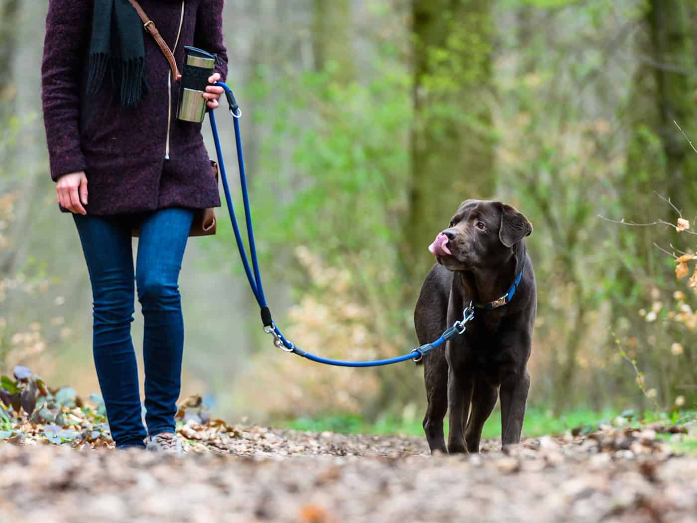 In Niedersachsen und Bremen gilt bald wieder Leinenpflicht für Hunde. (Symbolbild) / Foto: Christophe Gateau/dpa