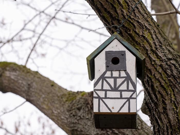In einem Baum hängt ein Nistkasten für Meisen. (Symbolbild) / Foto: Peter Zschunke/dpa-Zentralbild/dpa