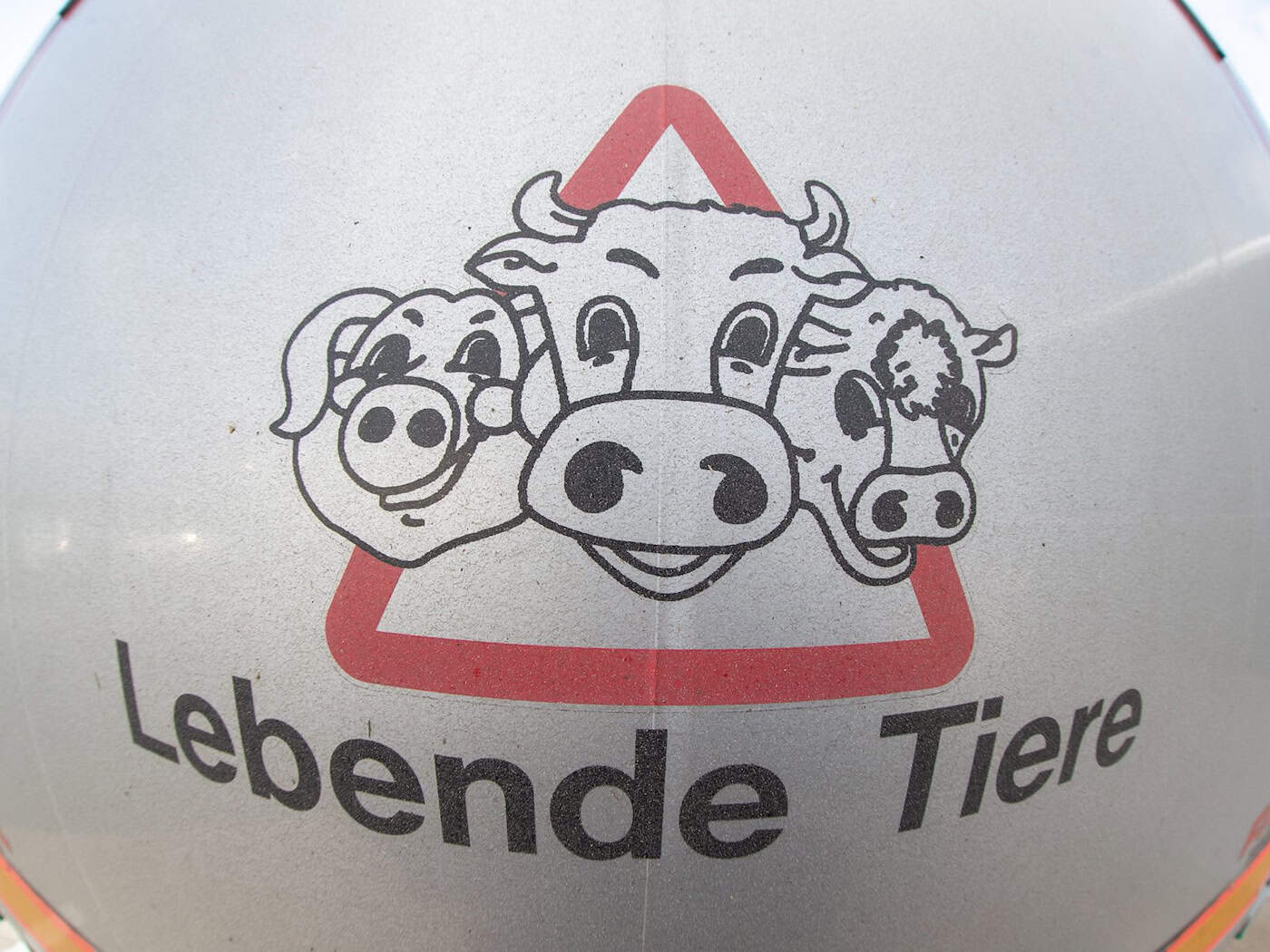 Wegen des Kriegsgeschehens im Nahen Osten sind Tiertransporte in diese Region untersagt. (Symbolbild) / Foto: Friso Gentsch/dpa