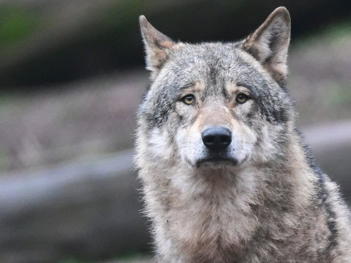 Der junge Wolf, der sich offenbar nach Hamburg verirrt hatte, wurde laut Umweltbehörde nach Niedersachsen gebracht. (Symbolbild)  / Foto: Bernd Weißbrod/dpa