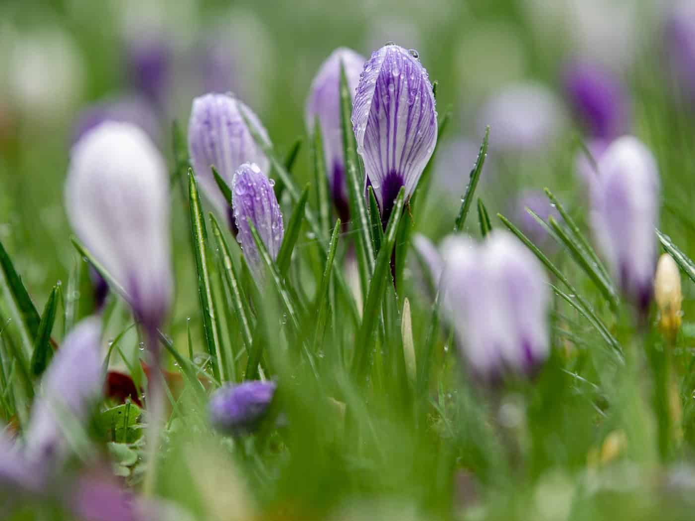 Die Woche bringt sowohl Regen als auch einen Hauch von Frühling. (Archivbild) / Foto: Hauke-Christian Dittrich/dpa