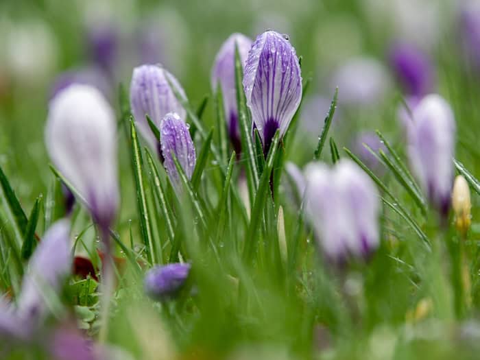 Die Woche bringt sowohl Regen als auch einen Hauch von Frühling. (Archivbild) / Foto: Hauke-Christian Dittrich/dpa