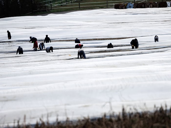 Die Gewerkscvhaft IG Bauen-Agrar-Umwelt kritisiert nach wie vor zu schlechte Arbeitsbedingungen für Saisonkräfte. (Archivbild) / Foto: Str/dpa