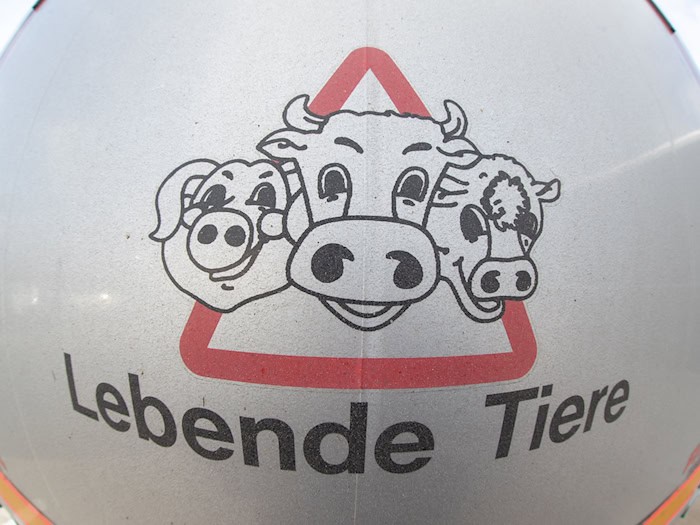 Im Prozess nach Tierschutzverstößen im früheren Schlachthof Bad gegen zwei Tierärzte wird das Verfahren voraussichtlich gegen Geldbußen eingestellt. (Symbolbild) / Foto: Friso Gentsch/dpa